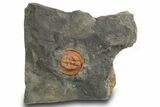 Orange Trinucleid Trilobite (Declivolithus) - Mecissi, Morocco #372369-1